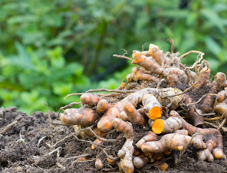 Grow Kurkuma:een uitgebreide gids voor thuistuinders 