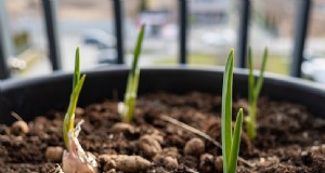 Knoflook in potten kweken:een complete gids voor beginners 
