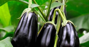 Cultivo de berenjenas:una guía completa para principiantes 