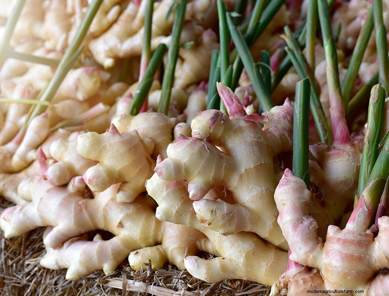 Grow Ginger:En komplett guide till att odla ingefära