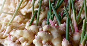 Grow Ginger:een complete gids voor het kweken van gemberwortel 