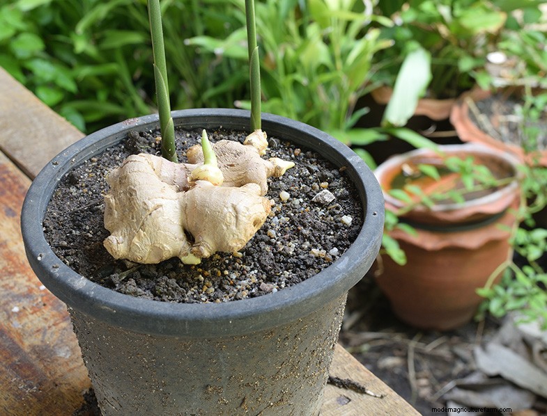 Grow Ginger:En komplett guide till att odla ingefära