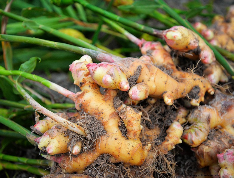 Grow Ginger:En komplett guide till att odla ingefära
