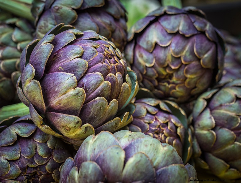 Menumbuhkan Artichoke:Panduan Komprehensif untuk Pemula 
