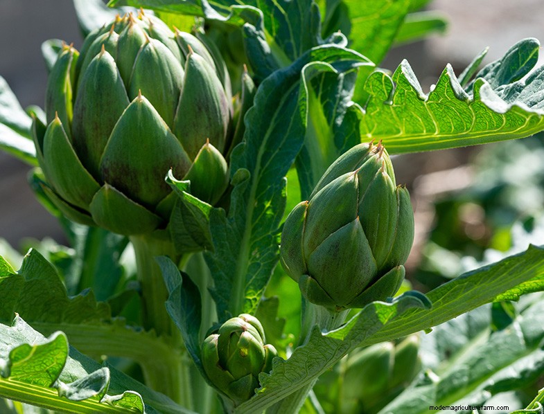 Menumbuhkan Artichoke:Panduan Komprehensif untuk Pemula 