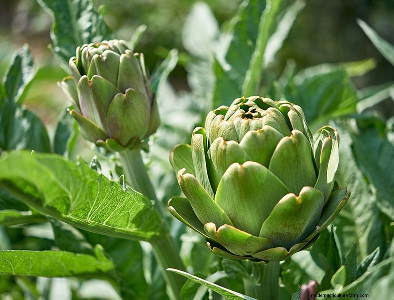 Menumbuhkan Artichoke:Panduan Komprehensif untuk Pemula 
