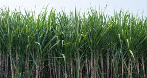 Coltivazione della canna da zucchero:una guida completa per principianti 