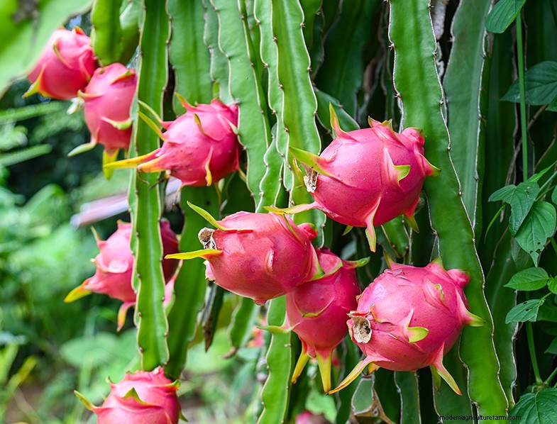 Drakenfruit kweken uit zaad:een uitgebreide gids 