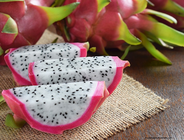 Drakenfruit kweken uit zaad:een uitgebreide gids 