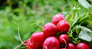 Plantio complementar de rabanete:aumente o rendimento e o sabor - Guia do especialista 