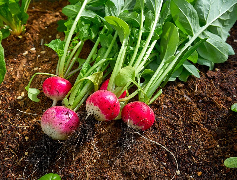 Radijs-metgezelplanten:verhoog de opbrengst en smaak - Gids van experts 