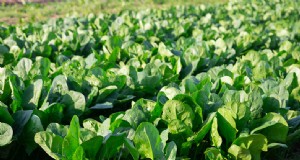 Spinat-Begleitpflanzen:Steigern Wachstum und Geschmack | Gartentipps 