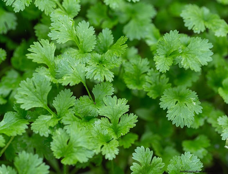 ほうれん草のコンパニオンプランツ:成長と風味を促進 |ガーデニングのヒント 