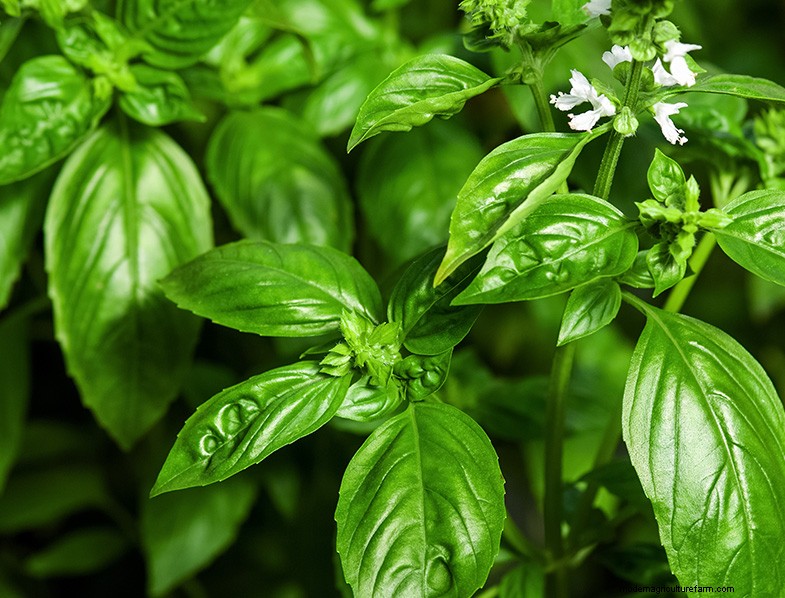 Basil Companion Plants:Boost groei en smaak - Expertgids 