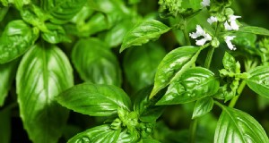Basil Companion Plants:Boost groei en smaak - Expertgids 
