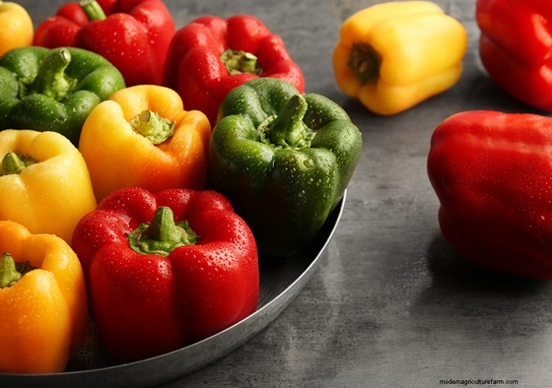Basil Companion Plants:Boost groei en smaak - Expertgids 