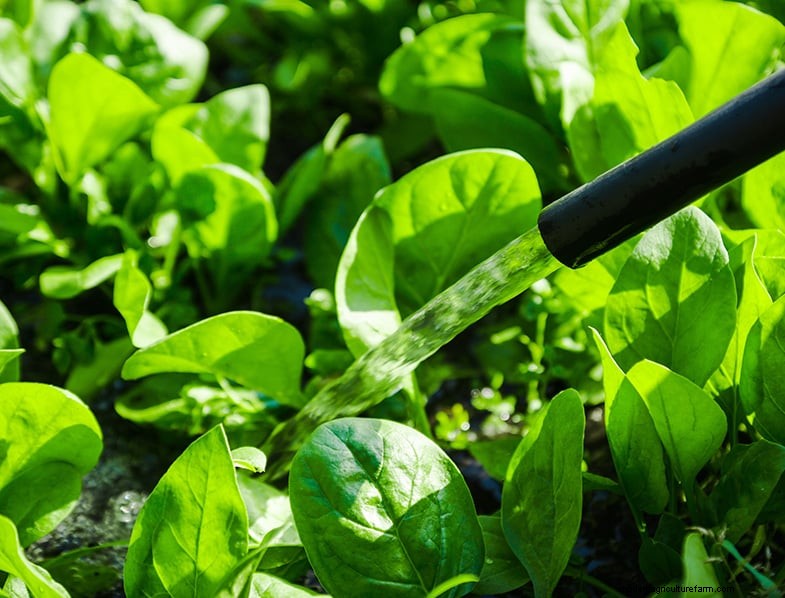 Basil Companion Plants:Boost groei en smaak - Expertgids 