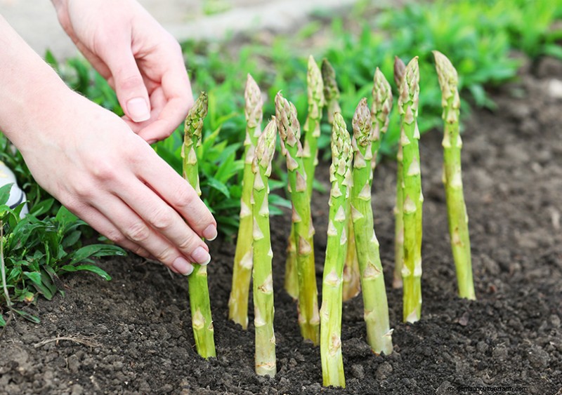Basil Companion Plants:Boost groei en smaak - Expertgids 
