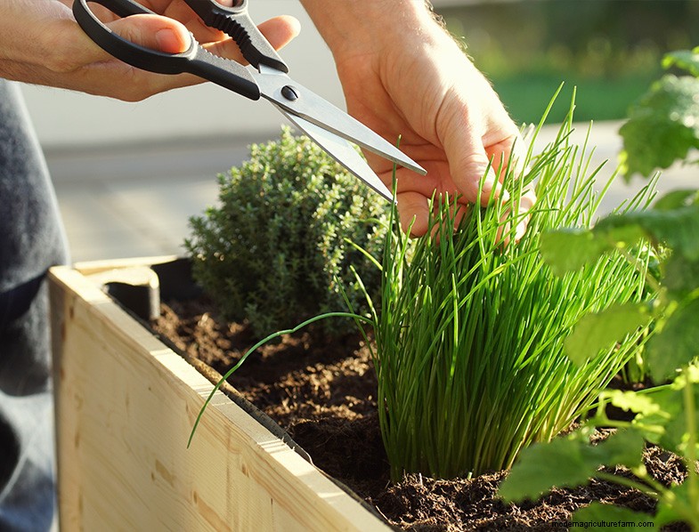 Basil Companion Plants:Boost groei en smaak - Expertgids 