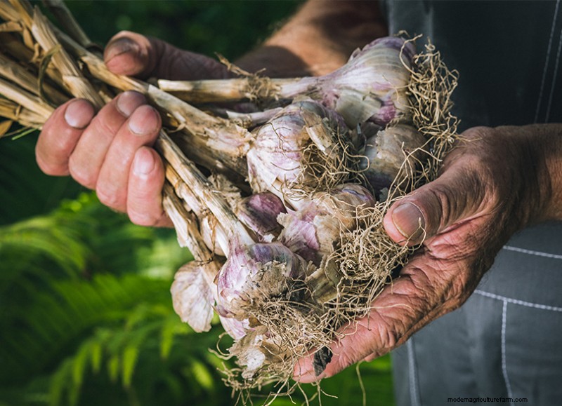 Basil Companion Plants:Boost groei en smaak - Expertgids 