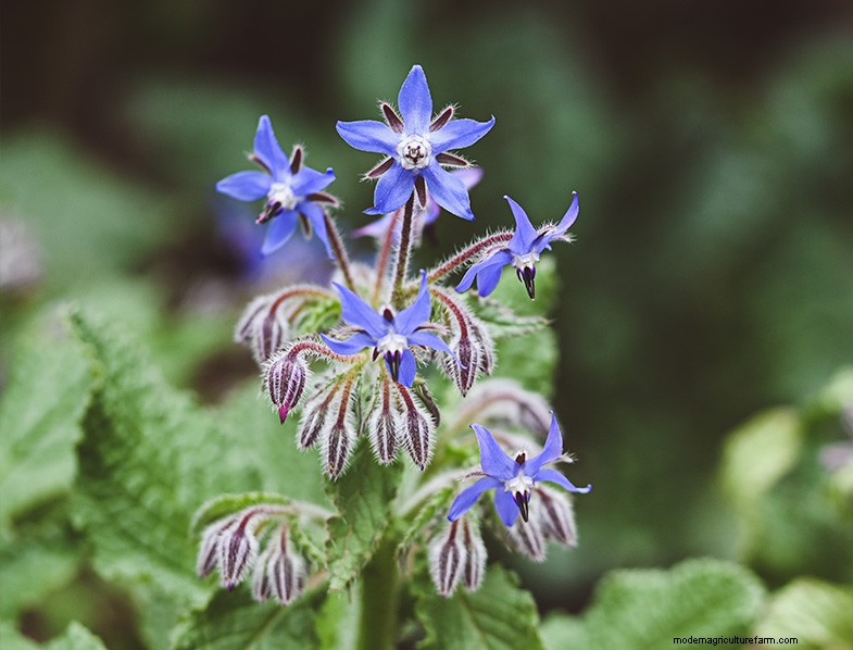 Basil Companion Plants:Boost groei en smaak - Expertgids 