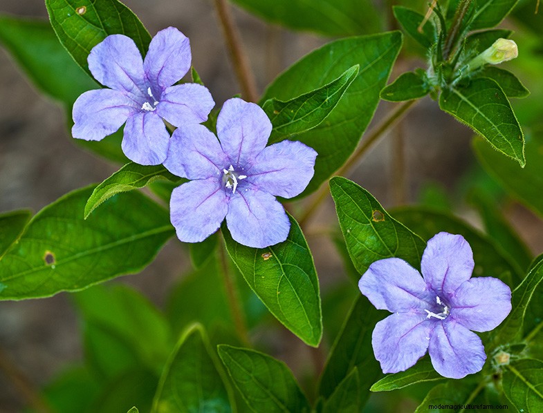 Basil Companion Plants:Boost groei en smaak - Expertgids 