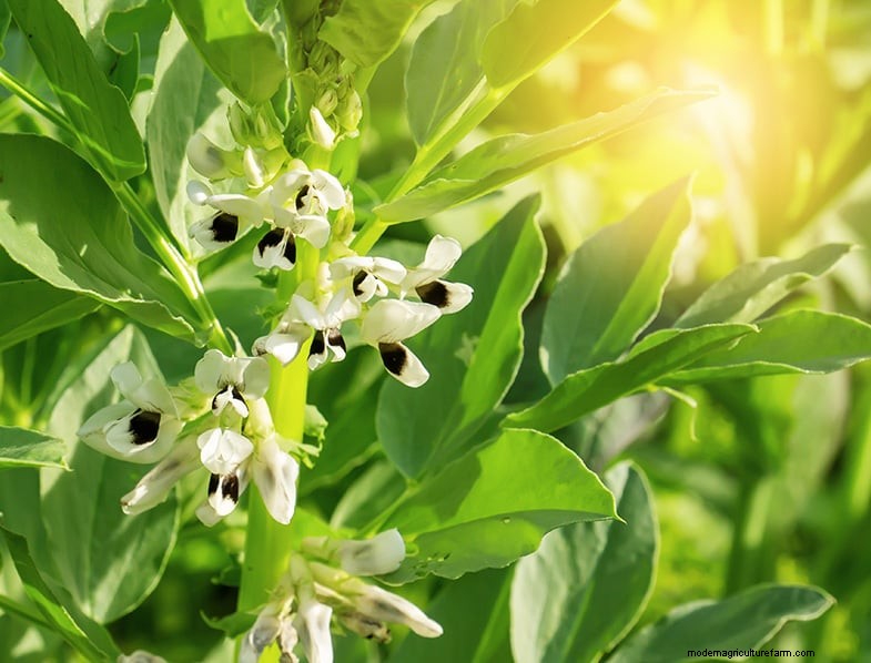Basil Companion Plants:Boost groei en smaak - Expertgids 