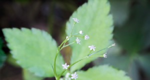 Guía de cuidados del mitsuba (perejil japonés):cultivo y mantenimiento 