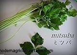 Guida alla cura del Mitsuba (prezzemolo giapponese):coltivazione e mantenimento 