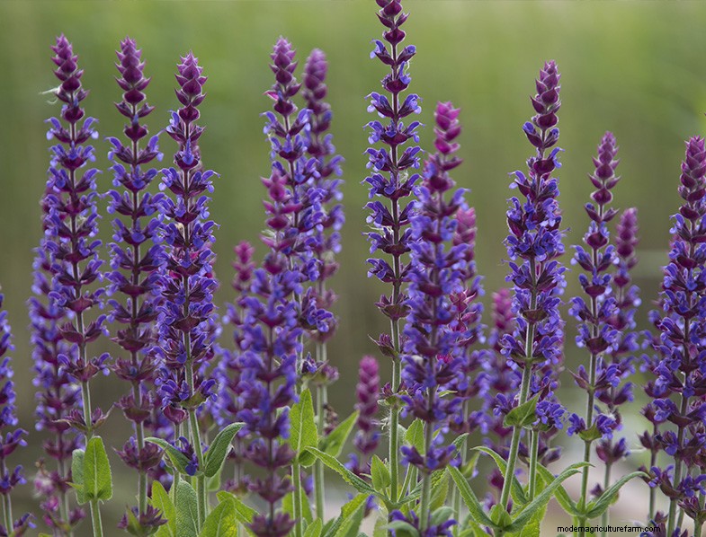 Coltivare e prendersi cura della salvia (Salvia officinalis):una guida completa 