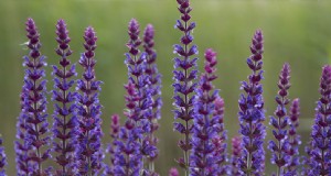 Salie kweken en verzorgen (Salvia officinalis):een uitgebreide gids 