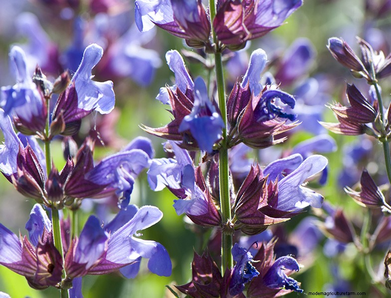Coltivare e prendersi cura della salvia (Salvia officinalis):una guida completa 