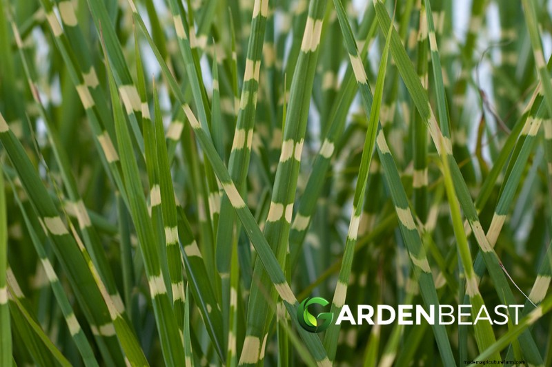 Erbe ornamentali, commestibili e medicinali:una guida completa 