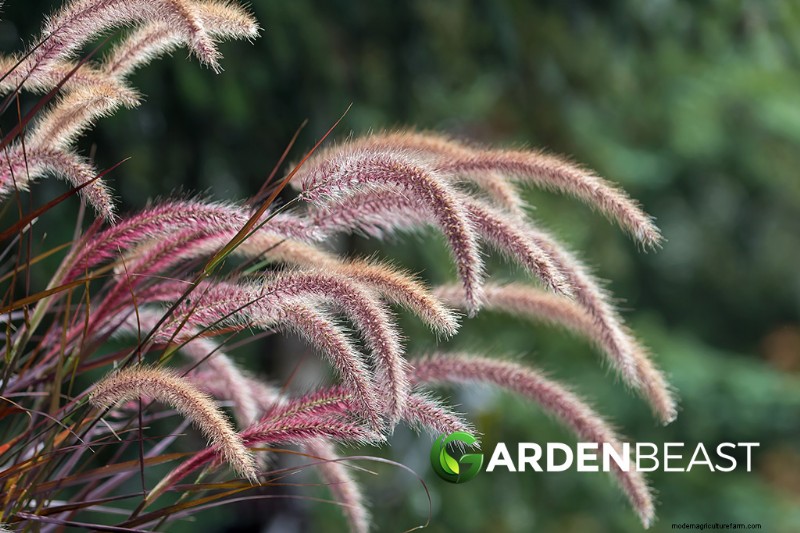 Erbe ornamentali, commestibili e medicinali:una guida completa 