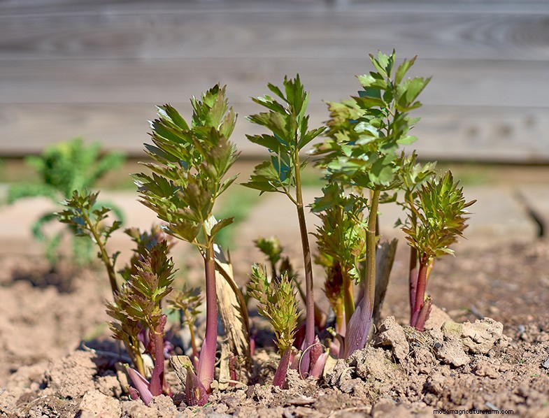 Kweek thuis geneeskrachtige en gezonde planten:een beginnershandleiding 