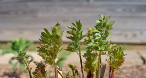 Kweek thuis geneeskrachtige en gezonde planten:een beginnershandleiding 