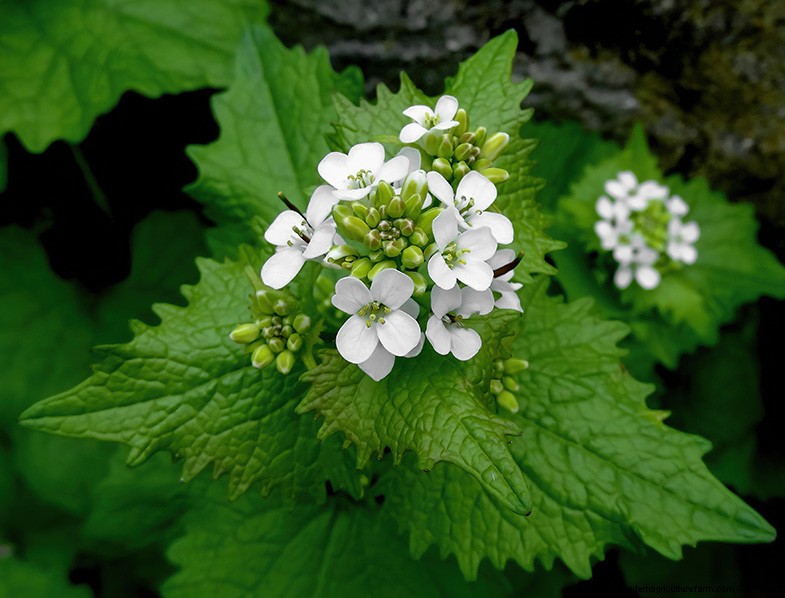 Kweek thuis geneeskrachtige en gezonde planten:een beginnershandleiding 