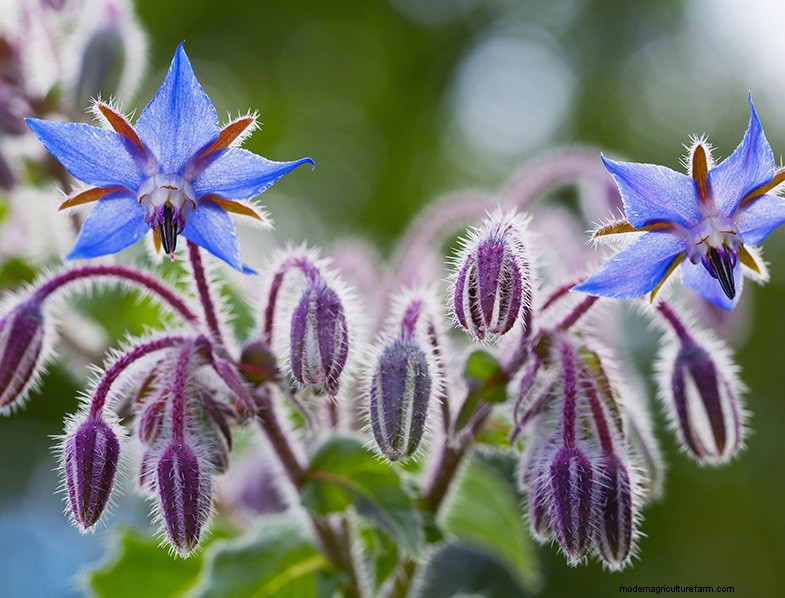 Kweek thuis geneeskrachtige en gezonde planten:een beginnershandleiding 