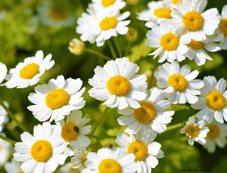 Kweek thuis geneeskrachtige en gezonde planten:een beginnershandleiding 