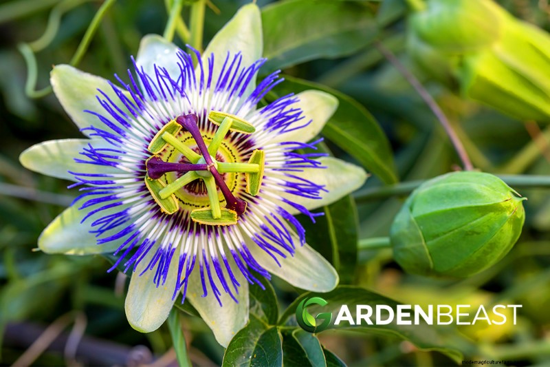 Kweek thuis geneeskrachtige en gezonde planten:een beginnershandleiding 