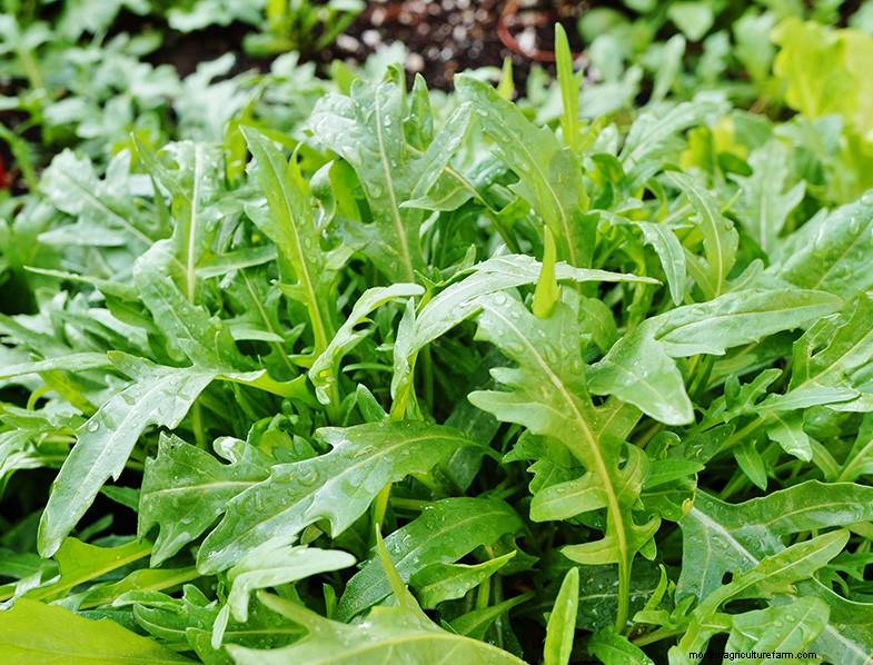 Kweek thuis geneeskrachtige en gezonde planten:een beginnershandleiding 