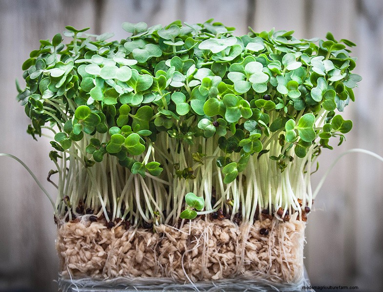 Kweek thuis geneeskrachtige en gezonde planten:een beginnershandleiding 