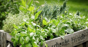Eetbare landschapsarchitectuur:ontwerp en kweek een mooie, productieve tuin 