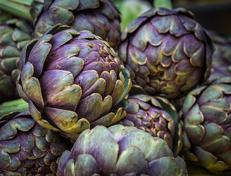 Paesaggistica commestibile:progetta e coltiva un giardino bello e produttivo 