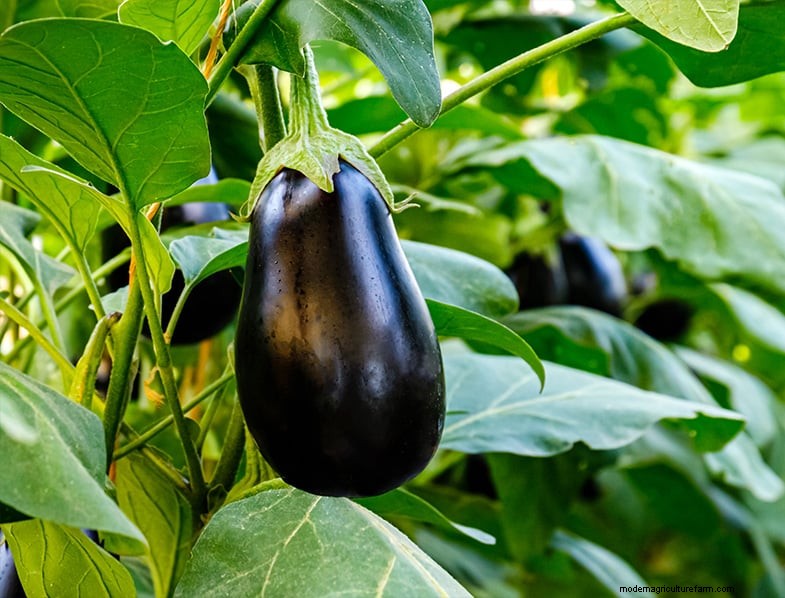 Paesaggistica commestibile:progetta e coltiva un giardino bello e produttivo 