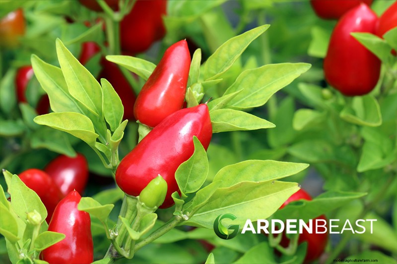 Paesaggistica commestibile:progetta e coltiva un giardino bello e produttivo 