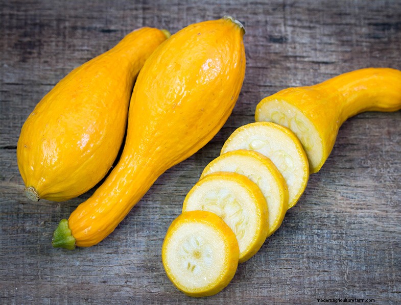 Paesaggistica commestibile:progetta e coltiva un giardino bello e produttivo 