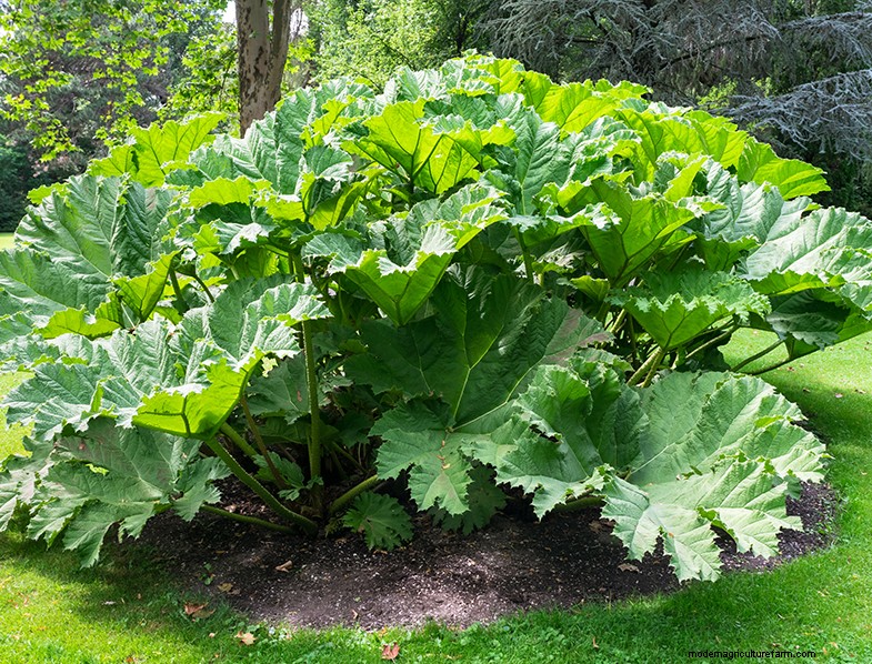 Rabarber (Rheum rhabarbarum):gids voor het kweken en verzorgen van heerlijke stengels 