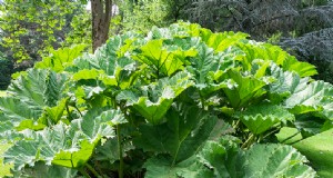 Rabarber (Rheum rhabarbarum):gids voor het kweken en verzorgen van heerlijke stengels 