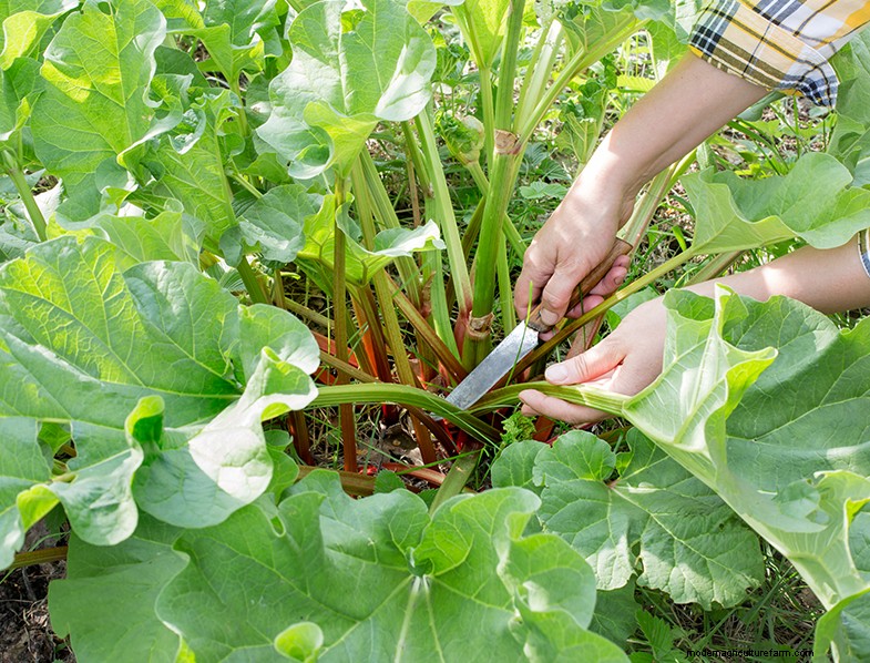Rabarber (Rheum rhabarbarum):gids voor het kweken en verzorgen van heerlijke stengels 